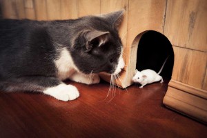 gatto-topo