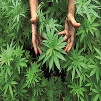 Israel grows medicinal marijuana in Safed